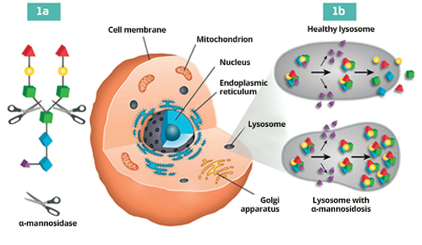 mechanism-of-disease