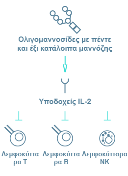 Immunodeficiency in Alpha-Mannosidosis